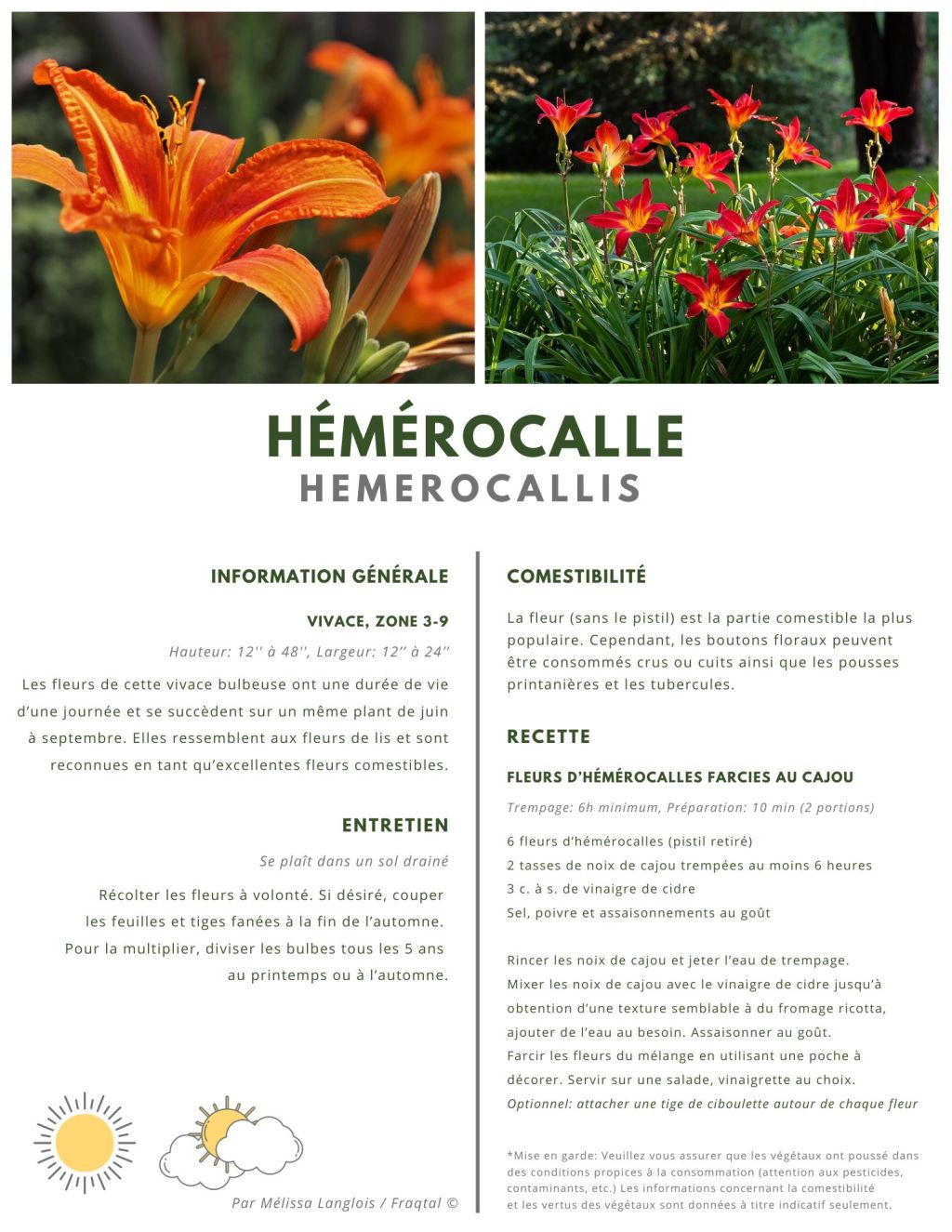 Hémérocalle