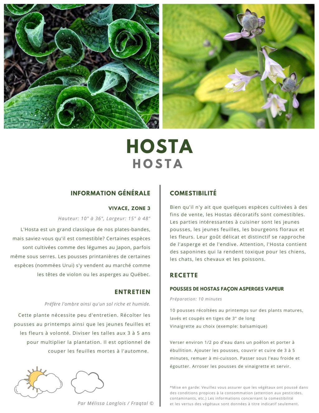 Hosta