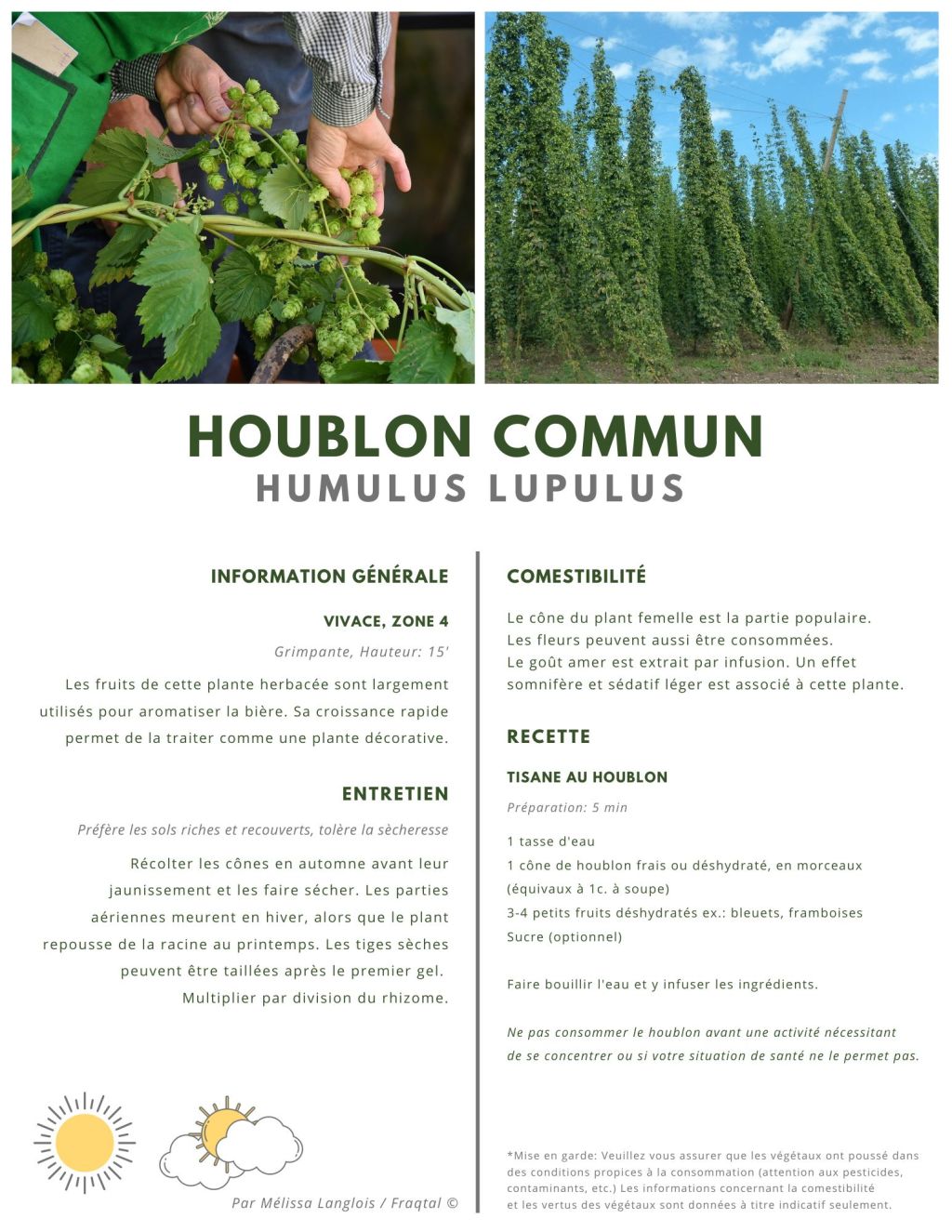 Houblon commun